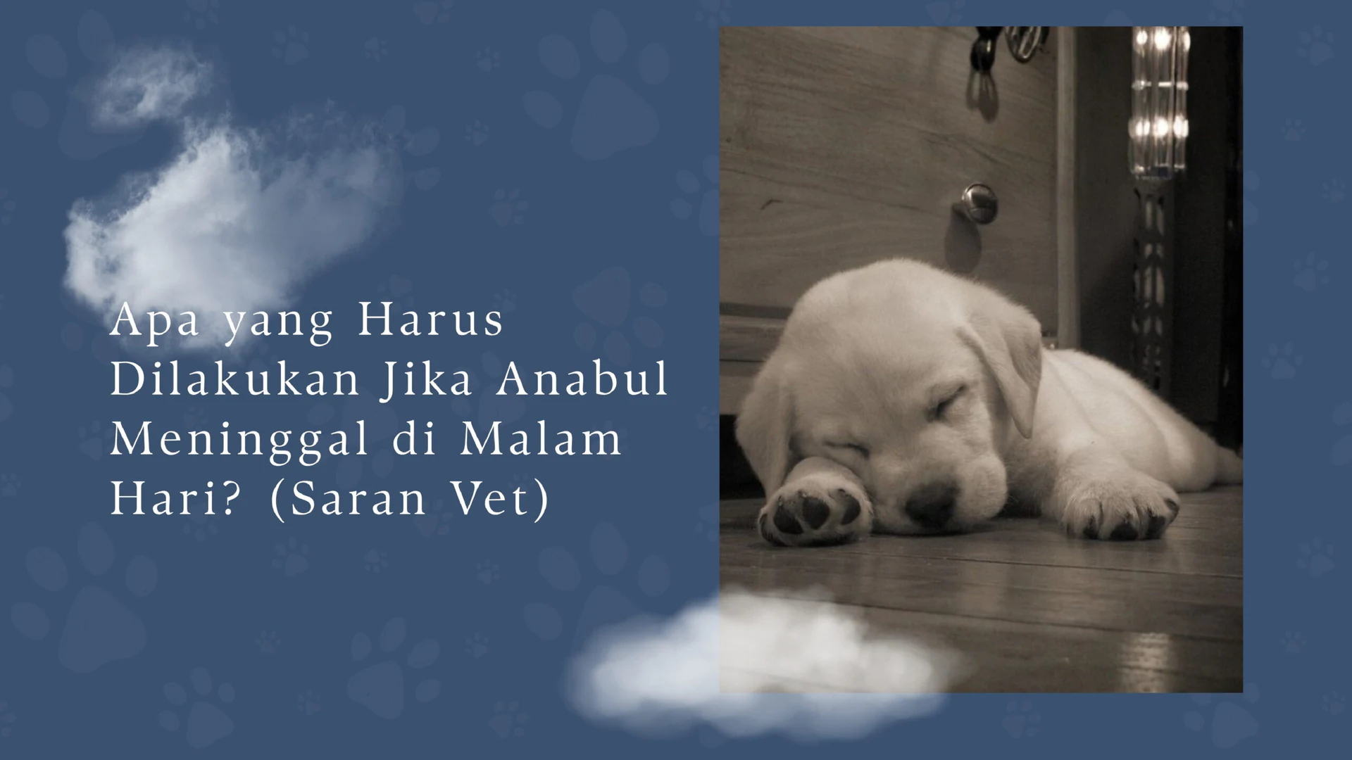 Pet To Nature Indonesia visual story 2