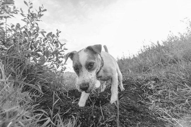 狗狗可能在向您們告別 Pet To Nature